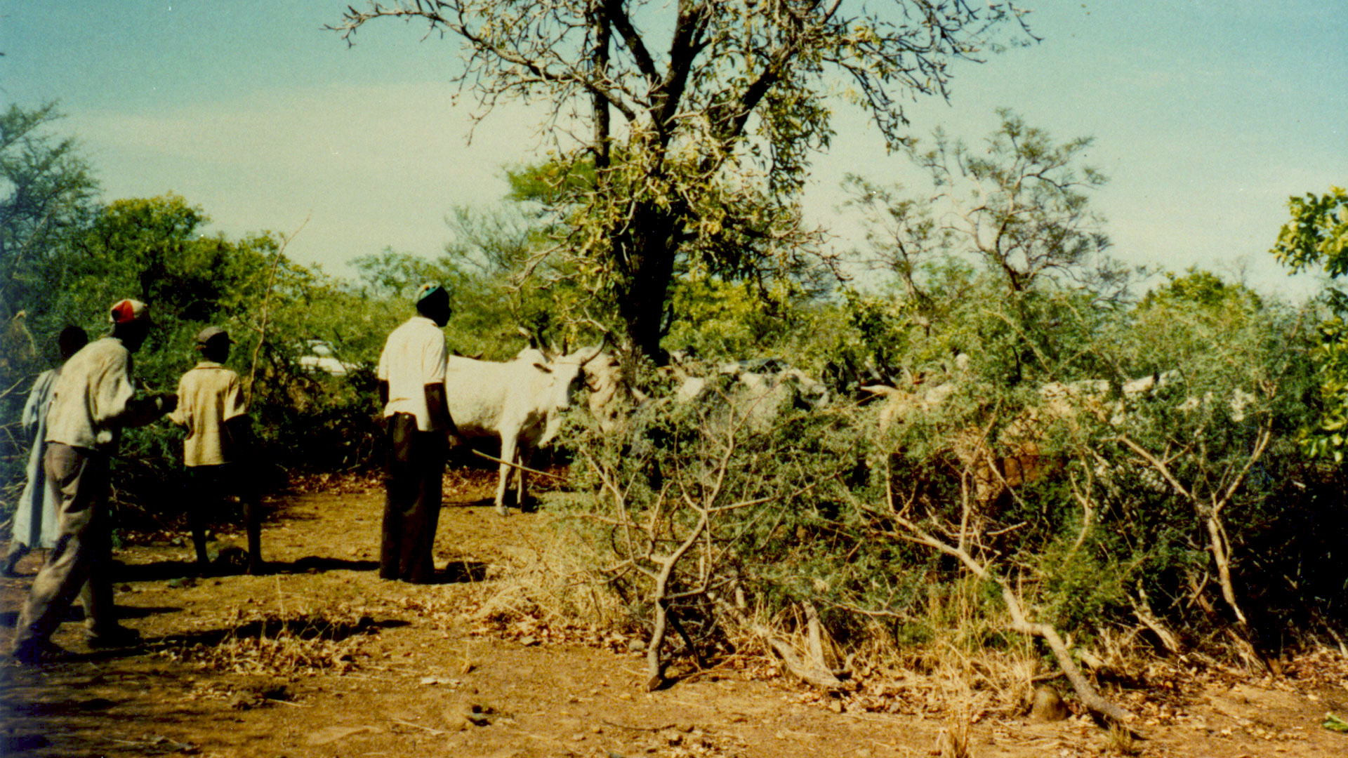 a few men amongst livestock